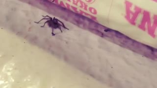 Scaring a Friendly Spider