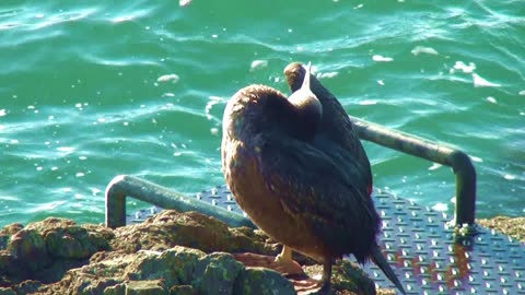 Cormorant Plymouth Sea bird