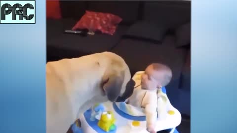 Funny Dog Video Series #6 ♥ Cute Puppy and Baby are playing together