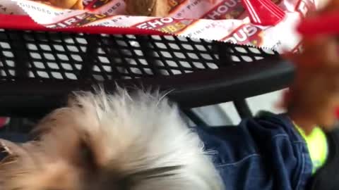 Yorkie eating firehouse subs