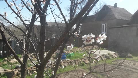 Apricot blossomed