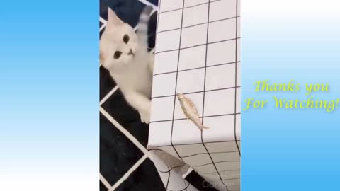 Adorable Pets And Fun Animals Compilation.