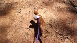 THIS CAT LIKES A WALK IN THE FOREST