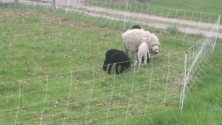 Sheep Shenanigans Part 1