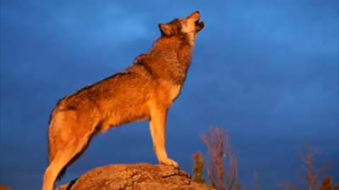 Wolves howling sound effect copyright free