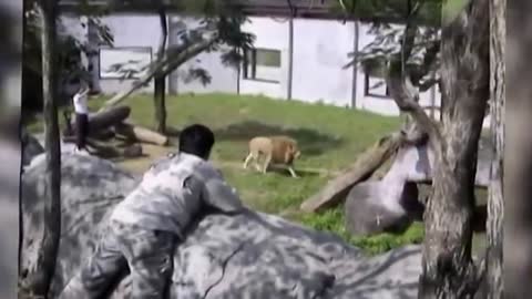 Crazy Man entered Lion Enclosure in a Zoo. Find out whether he was mauled to death by the Lions,