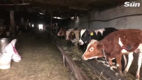 Ukrainian farmer says 'over 100 animals burned alive' after Russian shelling