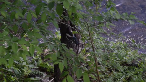 Magpie on a branch