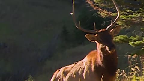 Have you ever been this close to a bugle before? What has been your closest encounter with elk?