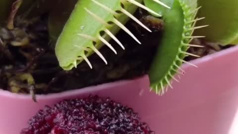 Feeding VENUS FLY TRAP