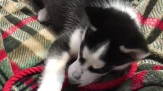 cute husky puppy showed teeth