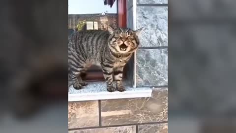 Cats talking !! funny video