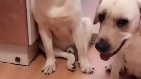 You will get STOMACH ACHE FROM LAUGHING SO HARD🐶Funny Dog Videos #Short 34