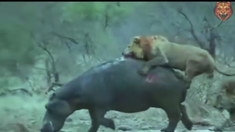 lion try to hunt world biggest animal