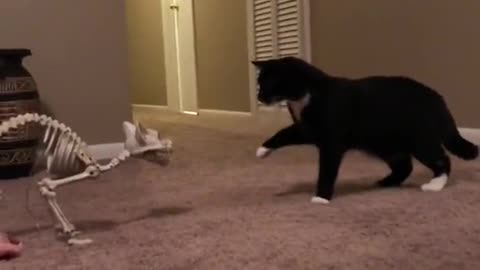 Cat remarkably startled by harmless object