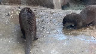 Otters at Play