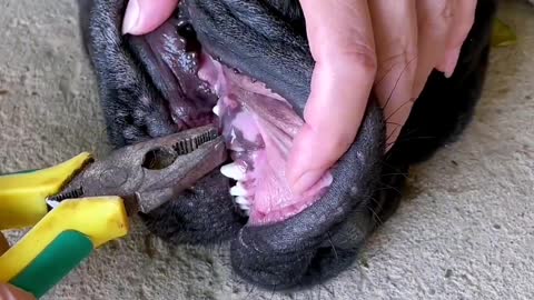 Extraction of teeth for dogs