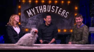 MythBusters: Bird Balance