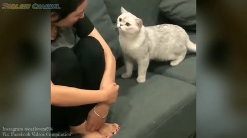 Kucing Lucu dengen Majikan| kucing Lucu Bikin ketawa Ngakak