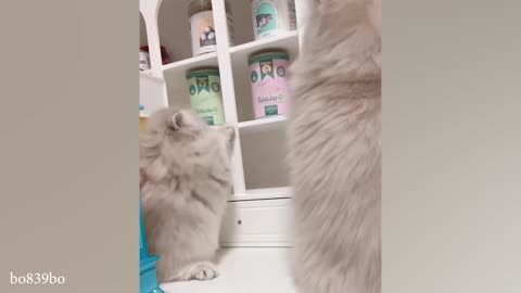 Compilation of the cutest kittens of this year