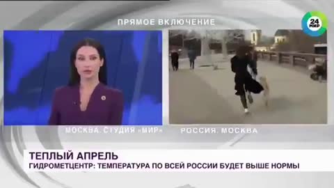 Dog steals microphone from reporter on live tv