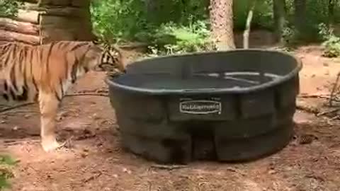 Tiger enjoying summer bath in big giant tub