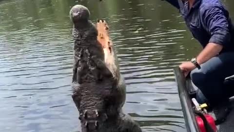 Big Crocodile in River