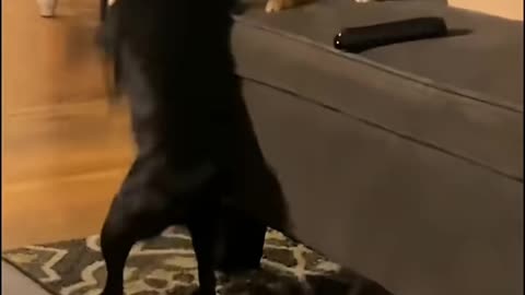 The Best Cat fighting funny videos.