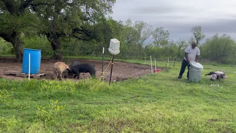 Farm Chores and Introductions