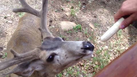 Wild deer shockingly allow people to hand-feed them