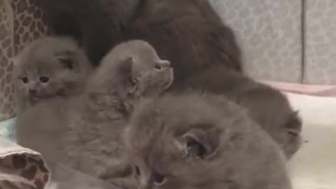 Cutiest kittens shout while calling a mother