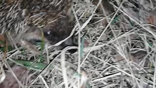 Found a hedgehog on a night walk