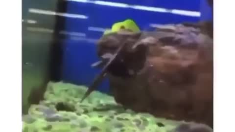Hide and seek with a cheerful fish