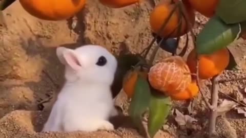 The Funniest Animal Video