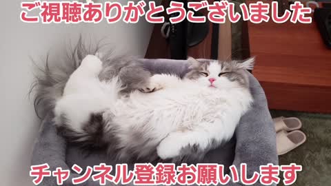 猫はこたつで丸く…なるかな？【マンチカン】【猫🐈️可愛い癒し動画💓】