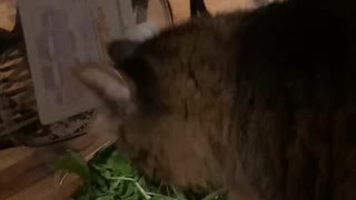 Lou Gets His Own Salad