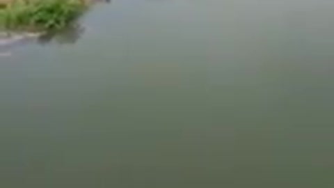 Dog saves man from drowning on a bridge