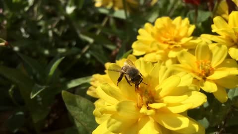 Honey Bee searching through flower for pollen slow motion