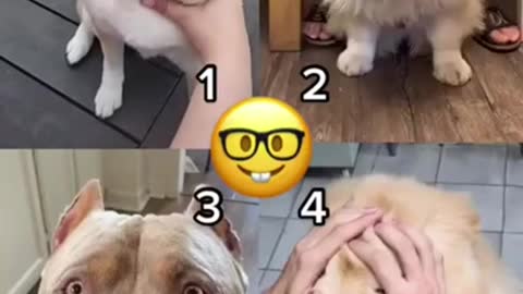 Dog Facial hair