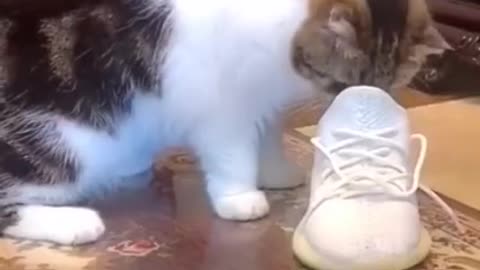 Cute Kitty Cat Puts on Shoes