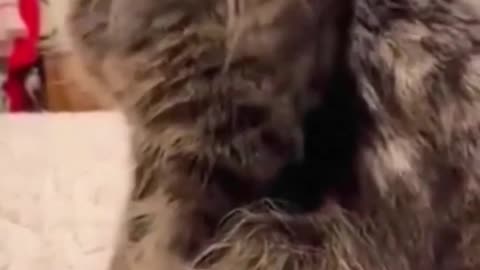 Funny Animals Video Cats And Dogs