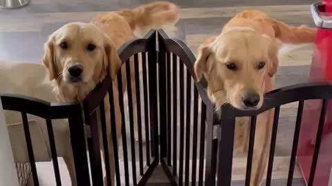 Golden retrievers are ready for lunch.