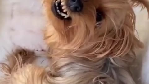 Don't disturb me - Funny dog reaction