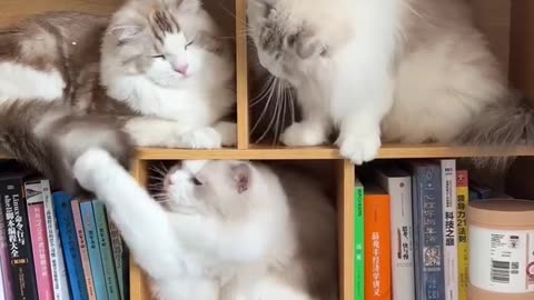🐈🐈 Cats are funny at anytime|| Cats funny moments in my library 😍😍