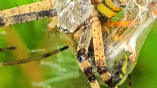 Beautiful wasp spider in close-up / beautiful spider in a web.