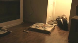 Solitaria Bulldog Inglés arrastra su cama hasta la puerta de la habitación de su dueño