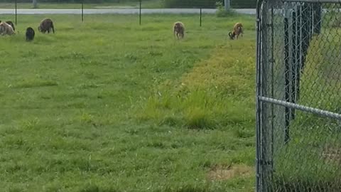 City Soay Sheep Farm