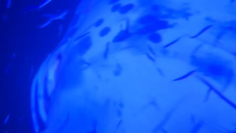 Night Swim with Manta Rays