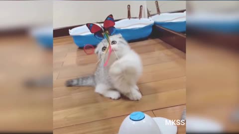 Cutie pie cat playing| playing pussy in the house