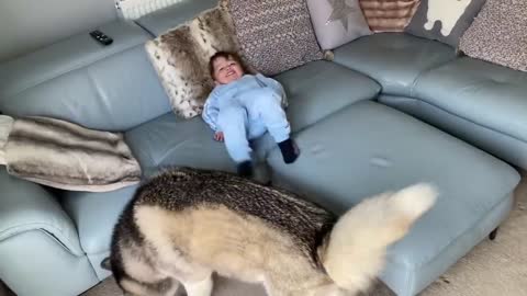 Hilarious Jealous Husky & Puppy When I Cuddle My Baby Prank! [CUTEST VIDEO EVER!